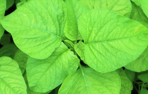 农民种植一种蔬菜，一年种植三茬，3亩收入30000元，秘诀在哪里？