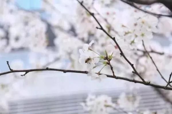 最美樱花季即将到来！沪上赏樱攻略在此