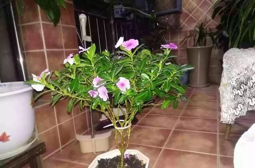  「身价」5块钱一盆的花，养1年变老桩，身价翻了上百倍！