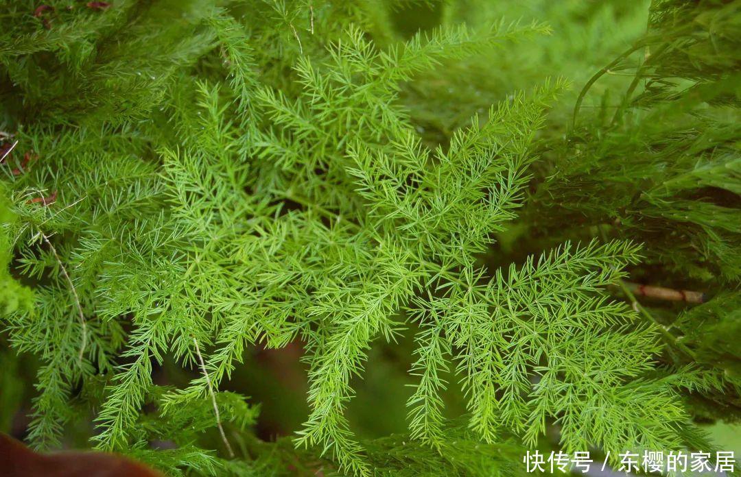 喜欢@喜欢在家中养护漂亮的花卉,就选择3种花卉,花色鲜艳,开花量大