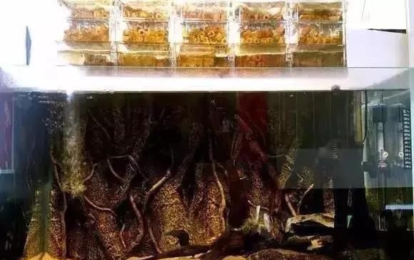  #鱼缸#“养鱼狂魔”家有20个鱼缸，让我们看看都养了什么鱼？膜拜大神吧