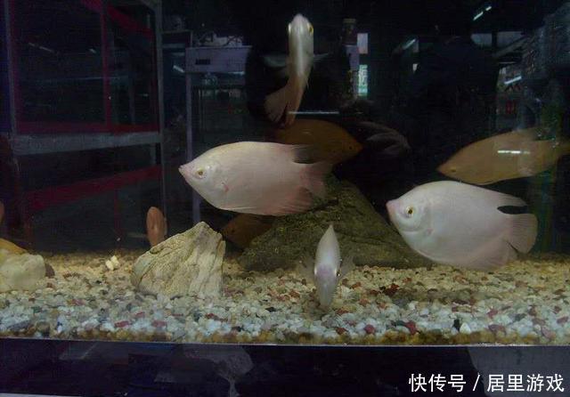 【想到】给观赏鱼用药之前,我们首先就要想到,万一加多了怎么办?