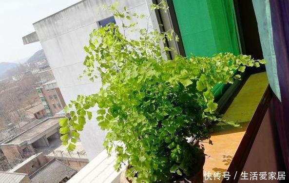  解决|夏天卫生间异味过重，感到要崩溃？盆栽上它，轻松解决困扰