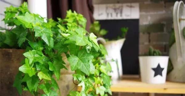  【搜罗】史上最全“懒人植物”大搜罗，看看哪盆才是你的心头好