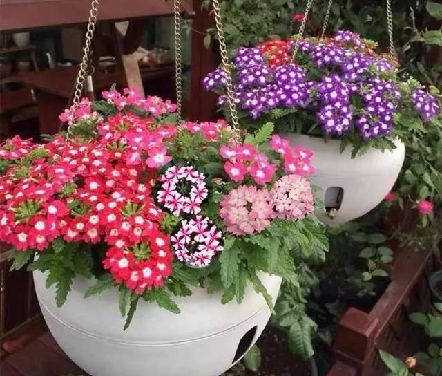  「爆花」这八种“爆花小机器”吊着养更疯狂，像个大花球，漂亮极了
