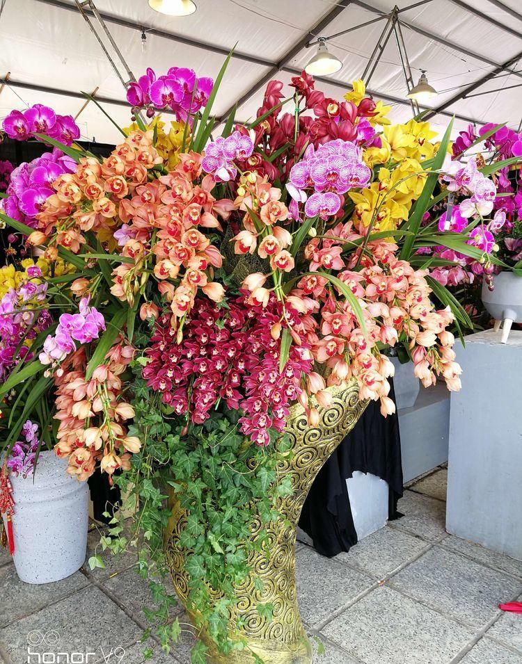  【不见】兰花竟然开成瀑布，见花不见叶，摆客厅真气派！