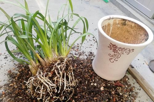 「芦头」养大花蕙兰就是要挤，越挤越容易开花爆盆，适当分株更健康