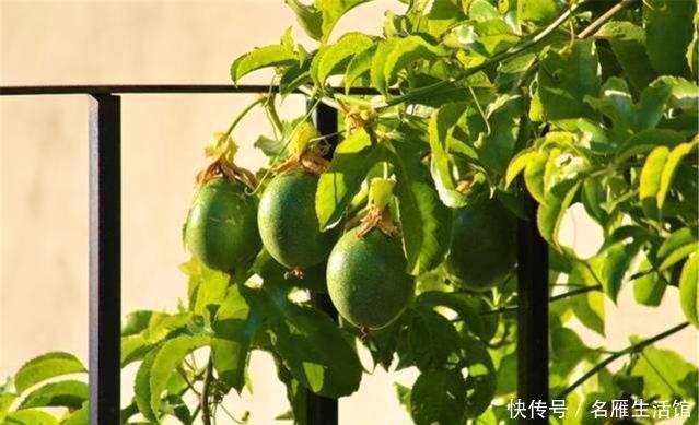 『盆栽』百香果盆栽“难结果”?那是没拿剪刀“修”,剪几刀,果子连着挂