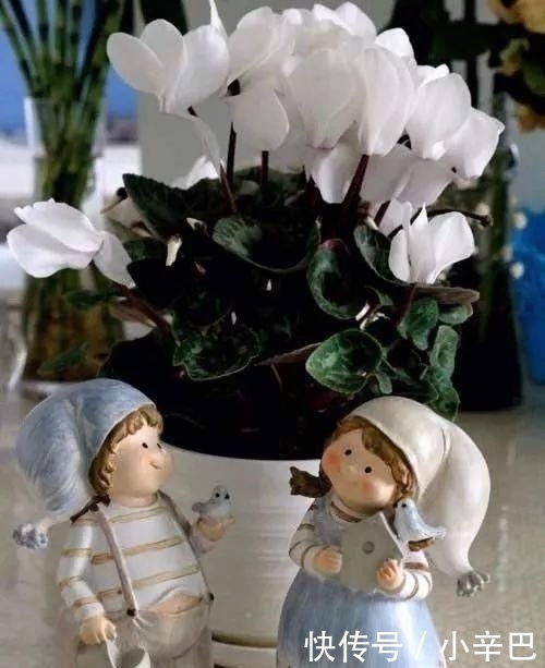  天使■喜欢白色？这五种“洁白花”不可错过，美如雪中天使