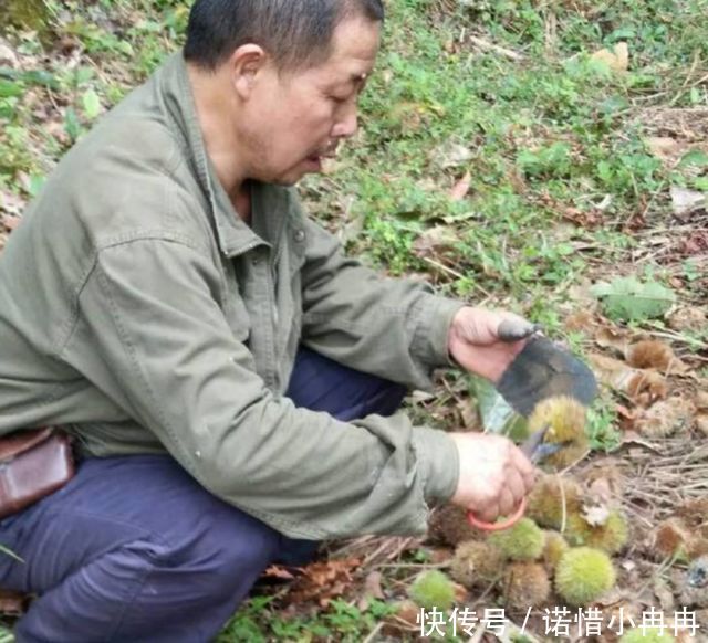 大叔后山剪野果，农村满地都是，城里卖得很贵