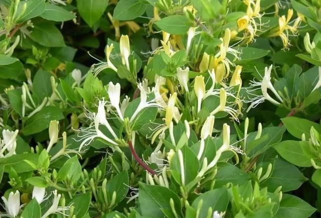  满园■别人的金银花随便养院子就能花开满园，为啥我的却没花苞？