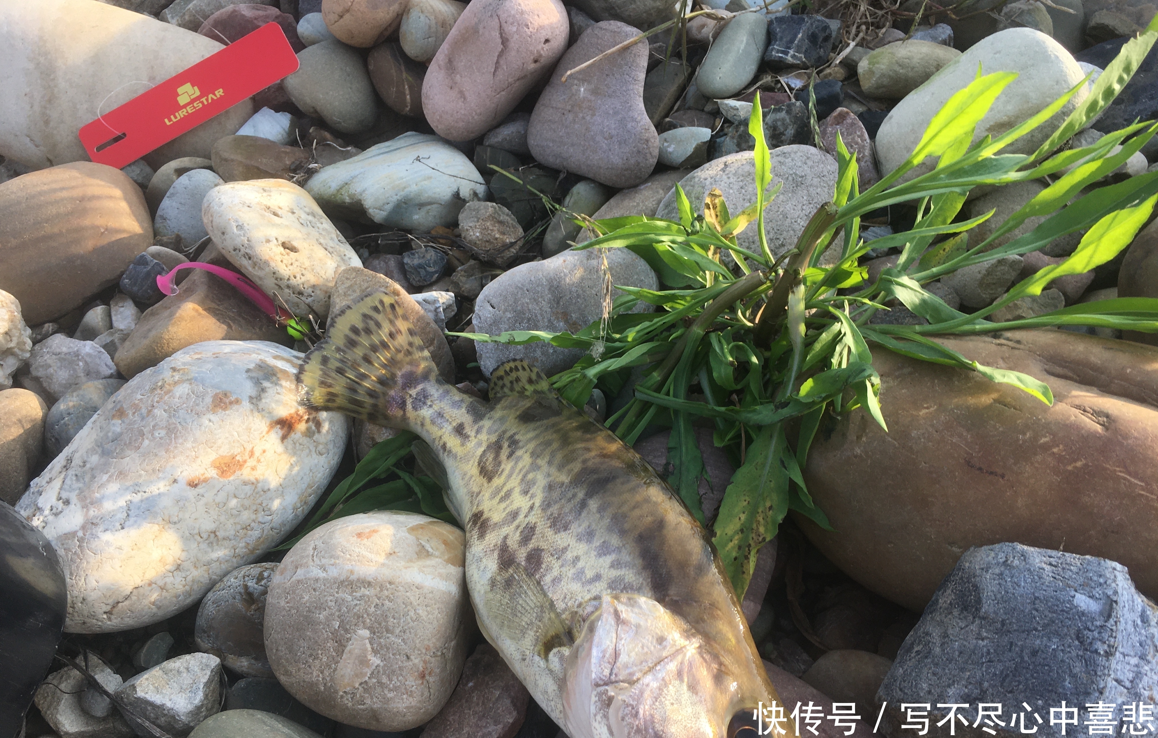  鱼竿|钓鳜鱼用什么路亚竿，新手也许已经买错了，你了解这些要求吗？