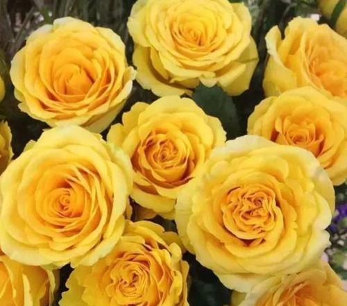  【试试】喜欢菊花，不如试试“优良玫瑰”金香玉，开花爆盆，高贵优雅！