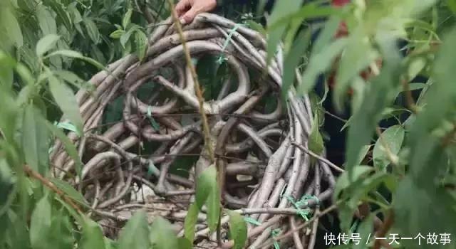  「椅子」大爷花10年“种椅子”，一把卖80000！这些文玩在家也能