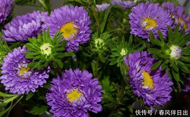  「艳丽」喜欢在阳台上养花，就选择此几种，花色艳丽抓人眼球，谁养谁喜欢