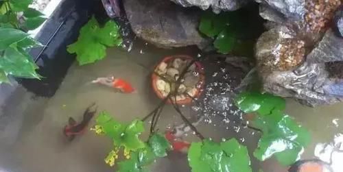  鱼缸：还在用鱼缸养鱼, 太难看了, 在阳台砌个鱼池漂亮又拉风!