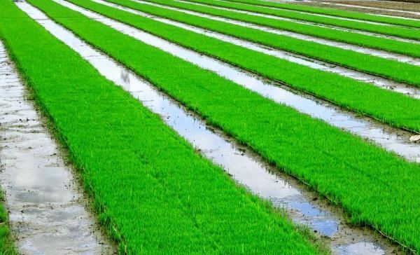  品种就■水稻里的品种，杂交水稻与自交水稻的区别，一起来看看！