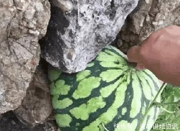男子石缝中发现一个西瓜，感觉不对，走过去摸了摸，男子乐坏了！