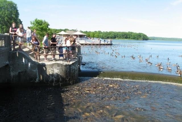 这个小镇因鲤鱼太多，每年接待50万游客，鸭子能踩鱼行走成奇景