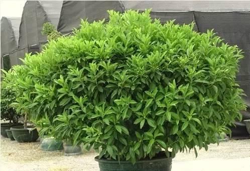  『好处』这些常见植物，放家里有很多好处！