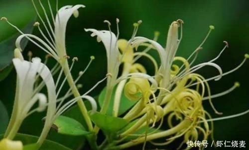  「消炎杀菌」生活中的“天然的消炎药”，平时没事儿可坚持吃，