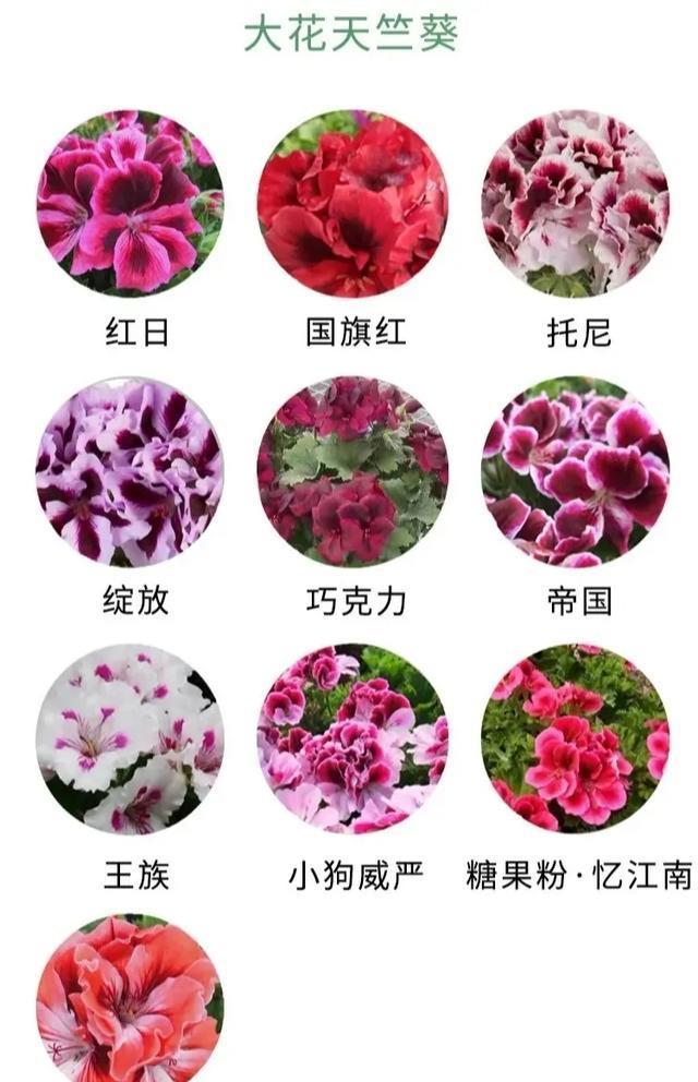  植物@好养还容易爆花的植物，除了长寿花，还有天竺葵，哪个更美
