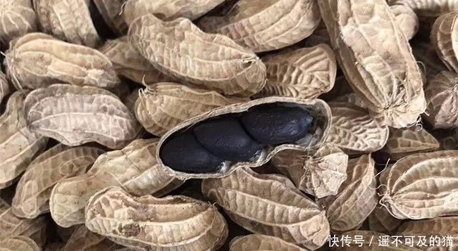  眼红|它是高价“漆黑”果，20元一斤不好买，农民看着眼红却不敢