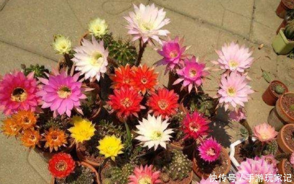  「美艳」家里养4种仙人球，很容易就能开花，花朵美艳