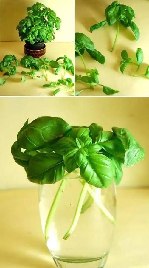  [散射光]厨房里的盆栽绿植园，绿色的生活有更加精彩