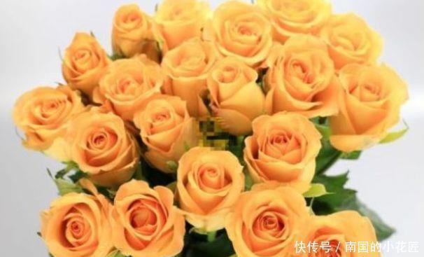  堪称@“高端玫瑰”假日公主，开花爆盆金闪闪，四季开花，堪称养花首选