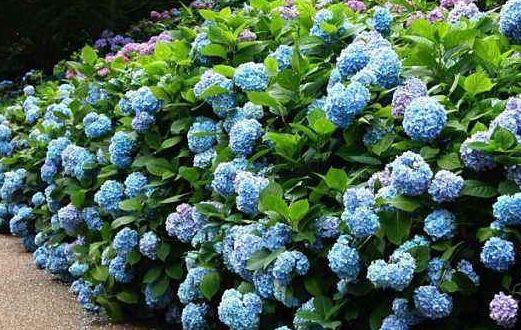  蓝眼睛：适合家养的5种花，非常喜欢光照，平时养在阳台，花量大花期长