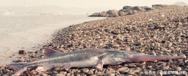  中华鲟|又一个物种灭绝，中国淡水鱼之王未能跨入2020……