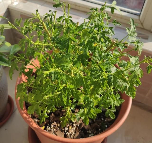  [明亮的位置]嫌花长得丑，趁现在砍头，2个月脱胎换骨！