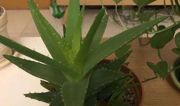 『让芦荟』“芦荟”在夏天总是干瘪,掌握三个“小窍门”,不久变成肥肥芦荟