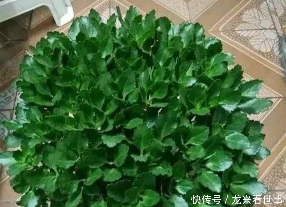  药水■长寿花开败了，轻剪开花，重剪长芽，兑点药水，一年多开几茬花
