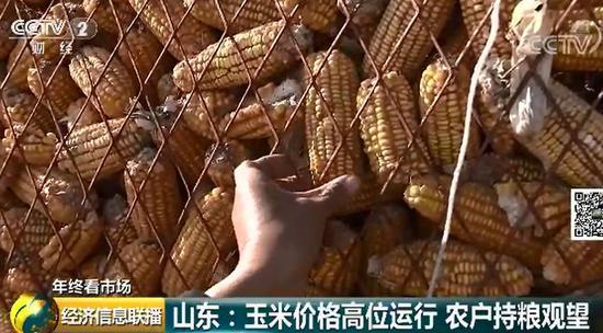 玉米价格高涨背后：东北粮源减少 企业深加工需求旺