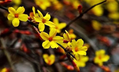  迎春花：?新手养花，不如养盆花中精品“迎春花”花开资貌绝伦，幽香美丽