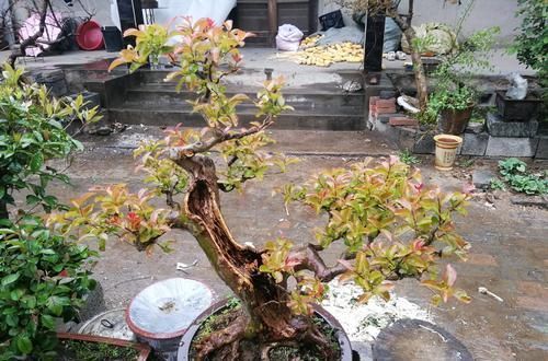  『时间』紫薇盆景什么时候修剪好？对的时间修剪对的枝条，枝壮叶茂开花美