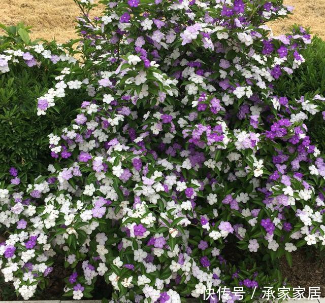  #起劲#3种开花劳模，一个比一个开得起劲，一开就是一面花墙！