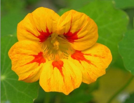  『花被』此花被称为“开花机器”，全年开花不断，花开繁盛惹人爱，美爆了