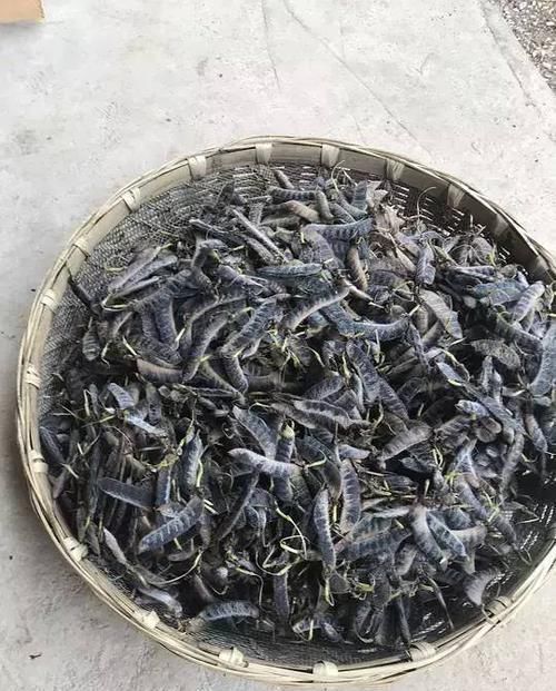  【翻天】5种花，名字土掉渣，架势却不小，花一开美翻天！