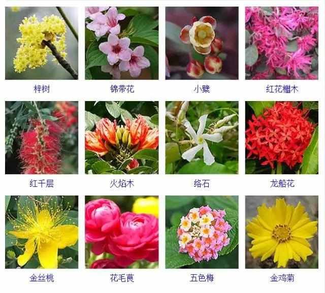  【品种】400种 · 观花植物品种大全，值得收藏