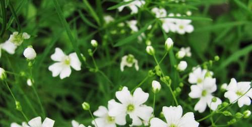 「试试」喜欢玫瑰,就试试“精品”结绿珍,开花碧洁如玉,比菊花更美