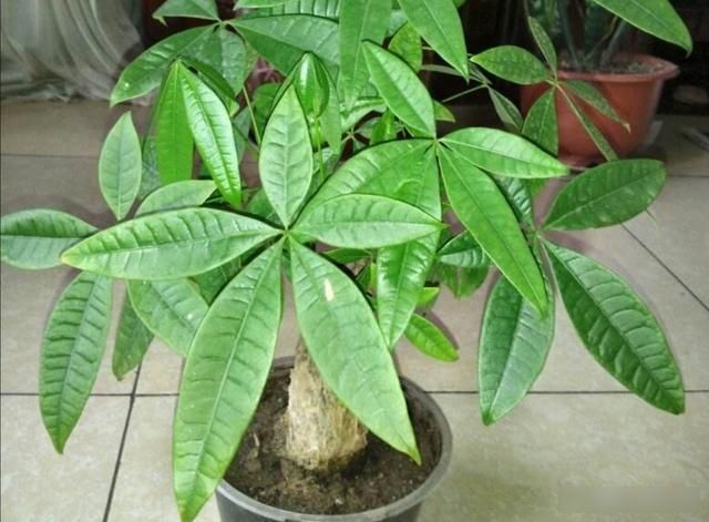  「光照」家里养发财树，不小心犯3种错误，植株易出现黄叶烂根