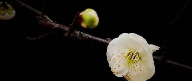 摄影技巧：全黑背景的照片怎么拍？