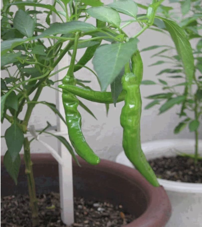  『记住』阳台种菜，记住“3点”，种什么都疯长，收获不错，够自己吃了