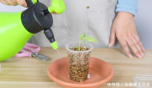 『开花』开花劳模就是它,开春狠心剪一剪,半个月就爆盆,不要心疼枝条!
