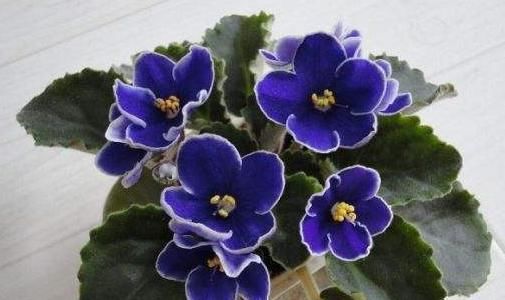 『非洲紫罗兰』喜欢菊花,不如养此款花,花苞粉嫩可爱,呆萌可爱又好养
