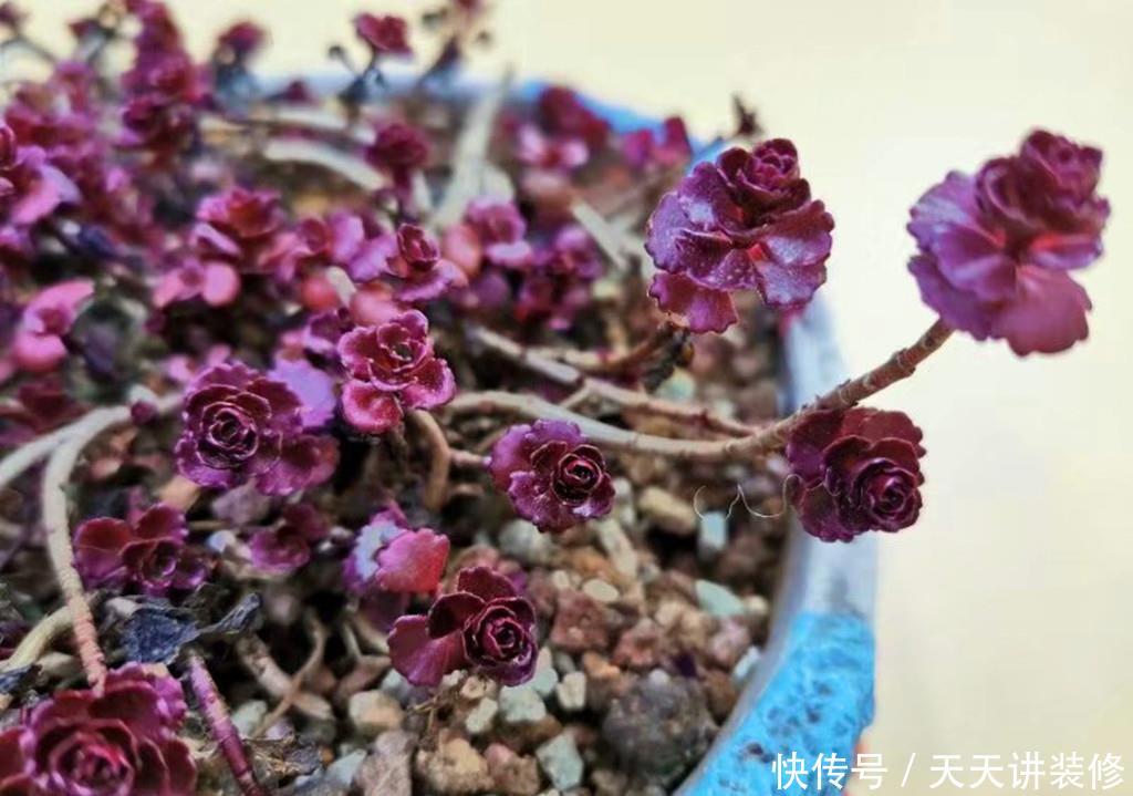 『冬天』多肉小球玫瑰,繁殖能力如野草,冬天也能快速爆盆,紫红一片