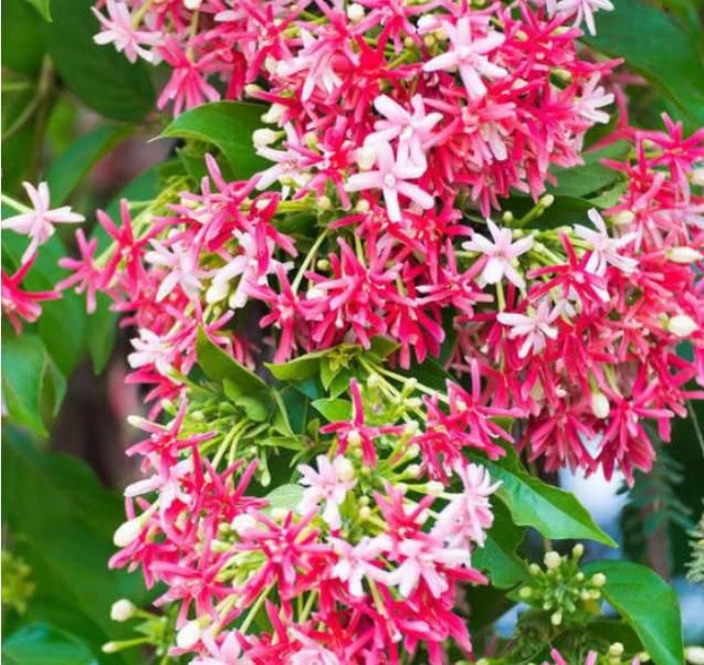  『绿萝』1种“君子花”，比绿萝好养，比君子兰漂亮，花期长、花香四溢！